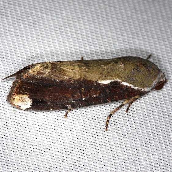 9637.1 Orbed Narrow-wing Moth NABA Gardens Mission Texas 11-3-13