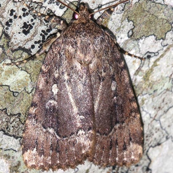 9638 Copper Underwing Leslie Angel's house Tenn 8-24-12