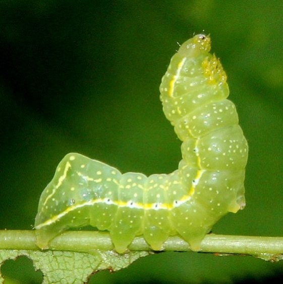 9638 Copper Underwing caterpillar Pictured Rocks UP Mich 6-25-15