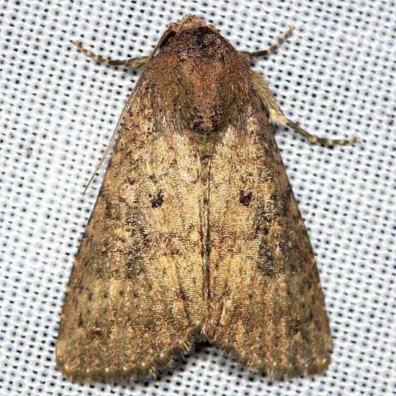 9639 Mouse Moth yard 9-2-12