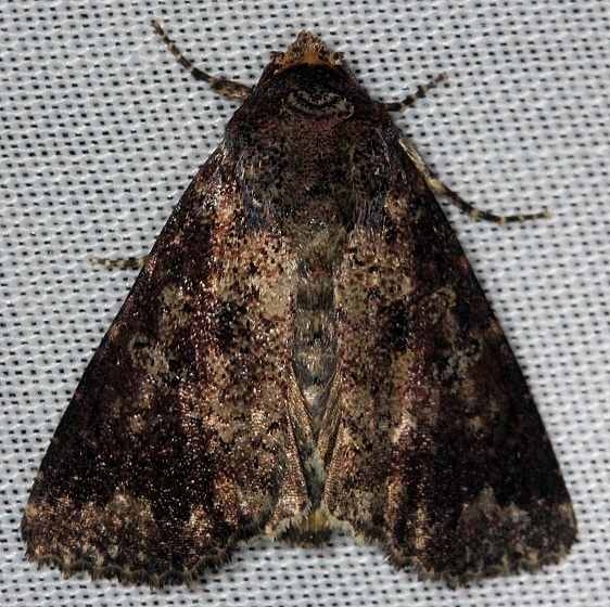9640 Amphipyra glabella Pine Glade Lake Everglades 2-21-14