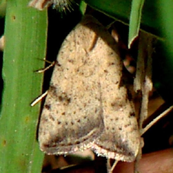 9644 Micrathetis triplex Mission Texas 10-17-08