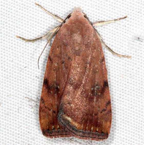 9644 Triplex Cutworm Moth Campsite 119 Falcon St Pk Texas 10-25-16_opt