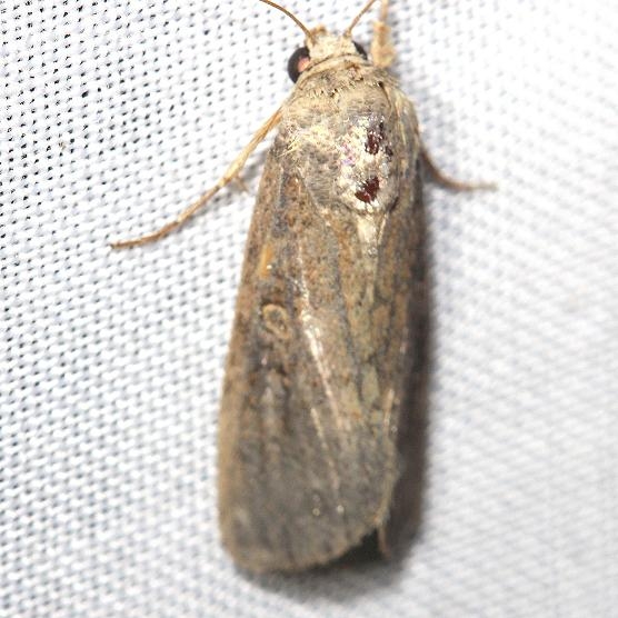 9647 Miranda Moth yard 7-25-12