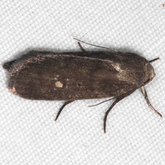 9647 Miranda Moth yard 8-8-19