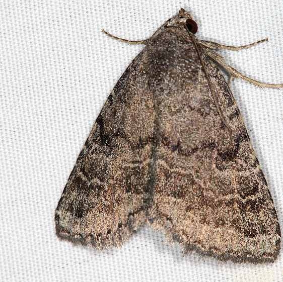 9650 Slowpoke Moth Campsite 119 Falcon St Pk Texas 10-26-16_opt