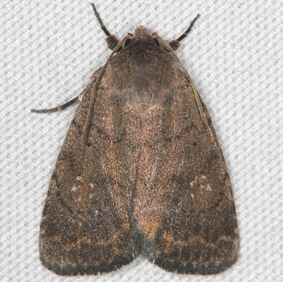 9650 The Slowpoke Moth yard 5-5-13
