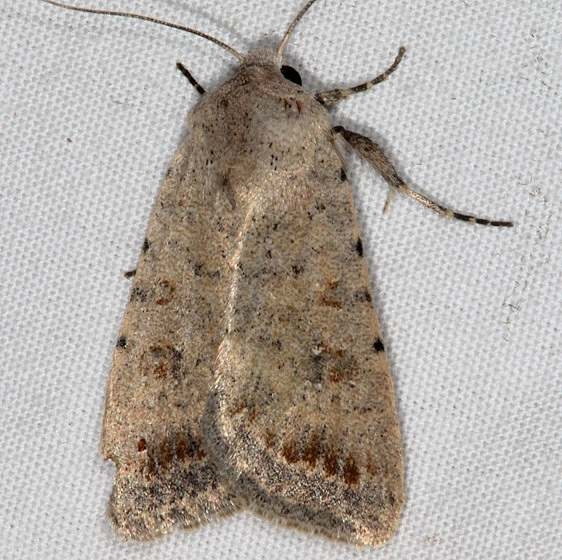 9654 Rare Sand Quaker Moth White House Campground Grand Staircase Escalante Utah 5-26-17 (7)_opt