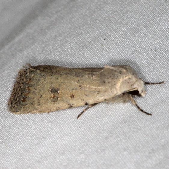 9654 rare Sand Moth Devil's Canyon Campground National Forest Utah 6-7-17 (48)_opt