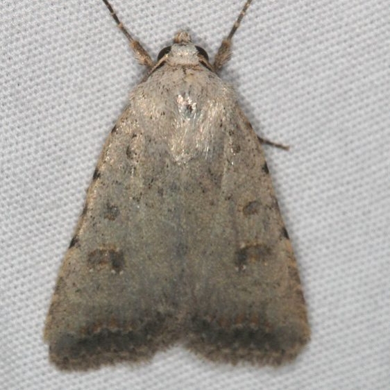 9656 Civil Rustic Moth Moab RV Resort Moab Utah 6-5-17 (8)_opt