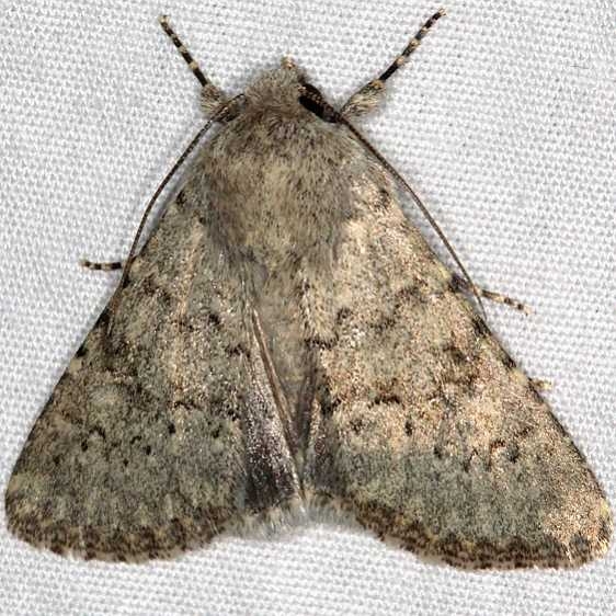 9657 Speckled Rustic Moth Moab RV Resort Moab Utah 6-5-17 (16)_opt