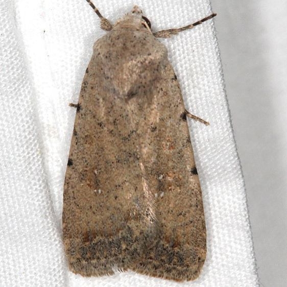 9660.1 Pale Mottled Willow Moth Moab RV Resort Moab Utah 6-4-17 (13)_opt