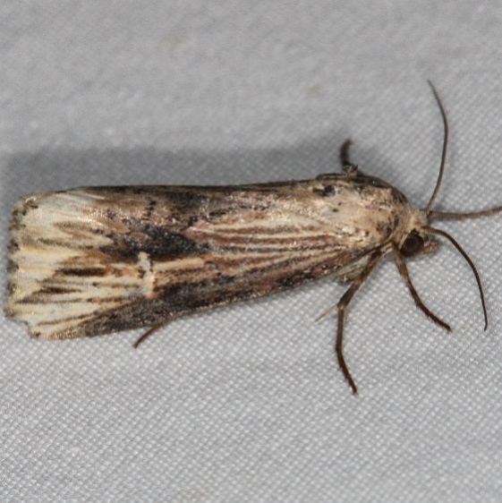 9661 Verbena Moth yard BG 6-30-16 (15a)_opt