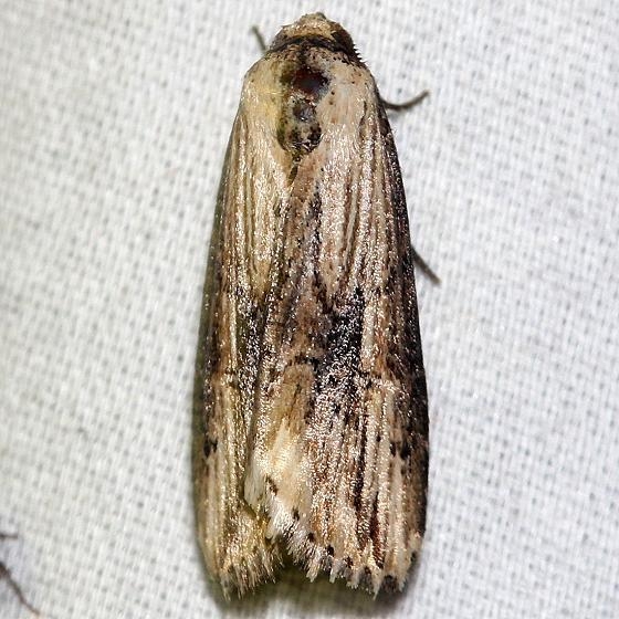 9661 Verbena Moth yard 6-20-12