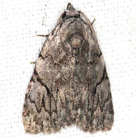 9662 Many-spotted Appleworm Moth yard 7-30-13