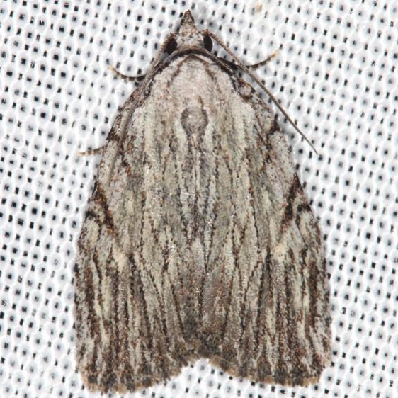 9663 Three-lined Balsa Moth yard 5-17-13