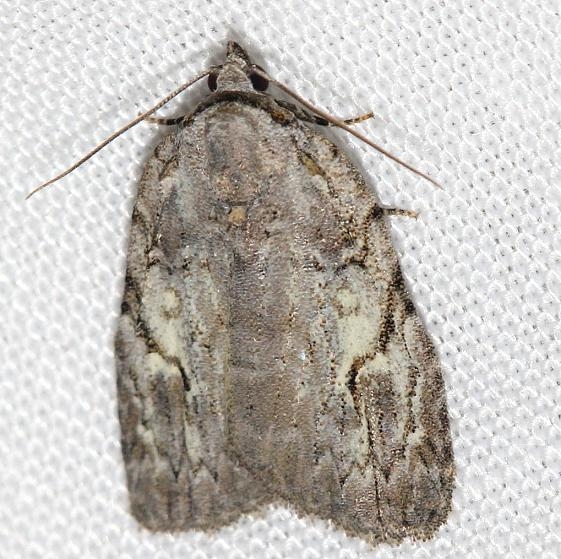 9664 White-blotched BalsaThunder Lake 6-23-12