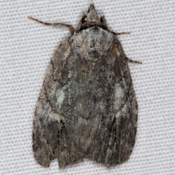 9664 Whited Blotched Balsa Moth yard 8-5-15