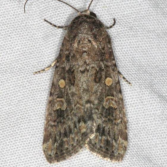 9665 Beet Armyworm BG White House-campground-Grand-Staircase-Escalnte-Utah-5-25-17-5_opt