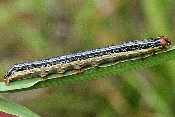 9666 Fall Armyworm Moth BG Falcon St Pk Texas 10-23-16 (46)_opt