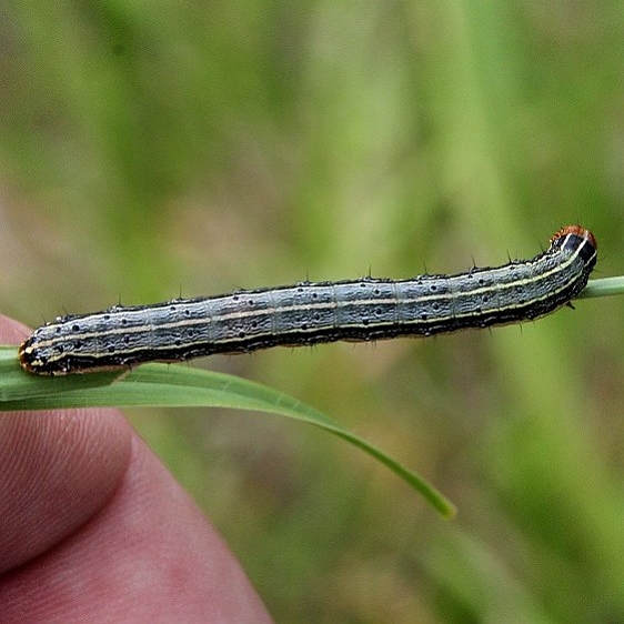 9666 Fall Armyworm Moth BG Falcon St Pk Texas 10-23-16 (47)_opt