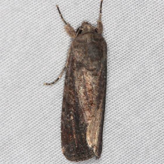 9666 Fall Armyworm Moth female yard 7-16-14