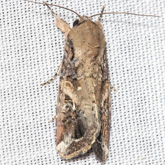 9666 Fall Armyworm male yard 9-3-12