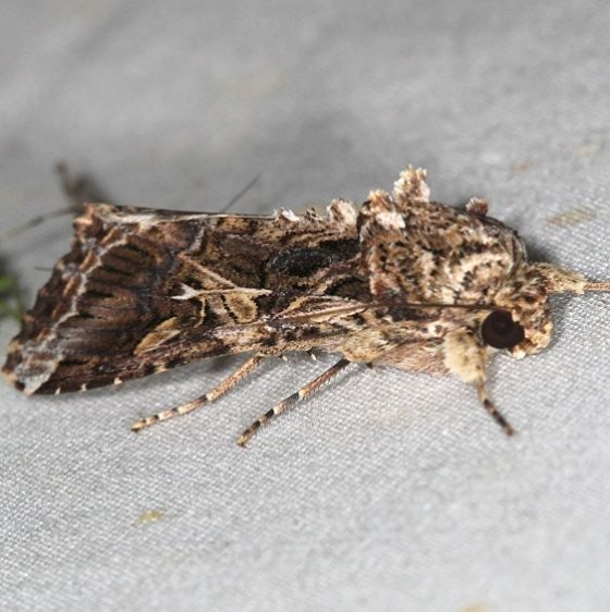 9667 Western Yellowstriped Armyworm Campsite 119 Falcon St Pk Texas 10-26-16_opt