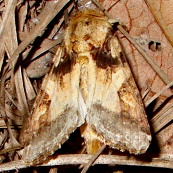 9670-Velvet-Armyworm-Moth-Kissimmee-Prairie-St-Pk-3-12-11