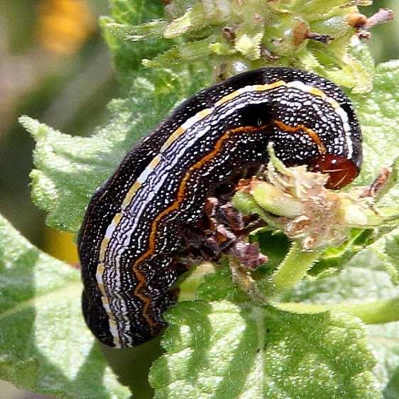 9670 Velvet Armyworm Orange-striped Caterpiller Falcon St Pk Texas 10-22-16_opt