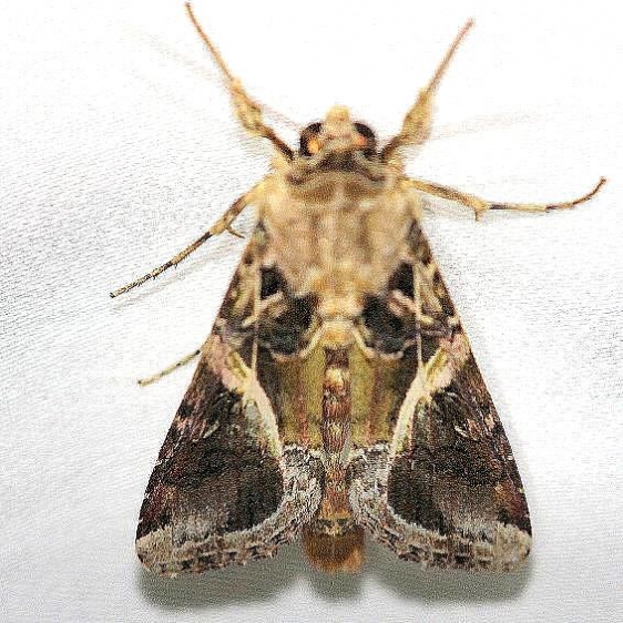 9671.1 Spodoptera androgea Everglades Natl Pk Nike Missle Rd 3-7-13