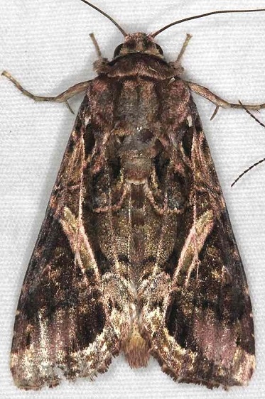 9671.1 Spodoptera androgea Little Manetee River St Pka 3-10-15 (101)_opt