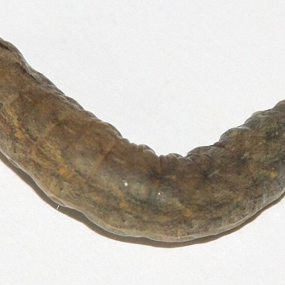9673-Gray-streaked-Armyworm-Found-on-tomato-in-yard-10-30-21-2