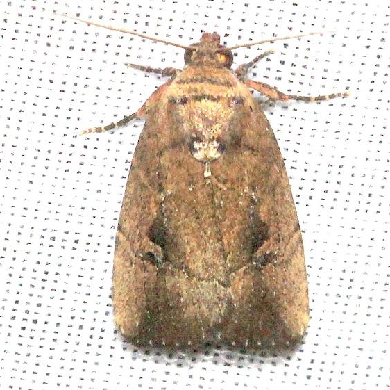 9676 Sugarcane Midget Moth Mahogany Hammock Everglades Natl Pk 3-10-13
