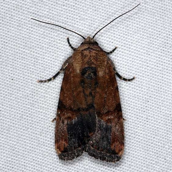 9677 Elaphira agrotina Collier-Seminole St Pk 3-5-15