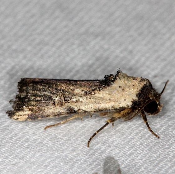 9677 Elaphira agrontina NABA Gardens Texas 11-3-13