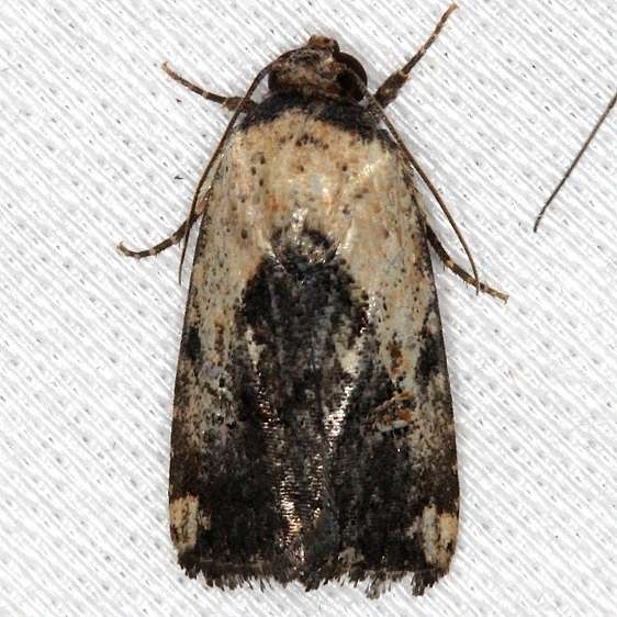 9677 Elaphira agrotina NABA Gardens Texas 11-3-13