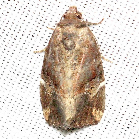 9678 Variegated Midget Moth Lake Kissimmee St Pk 3-1-13