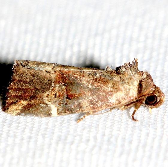 9678 Variegated Midget Moth Lake Kissimmee St Pk 3-1-13