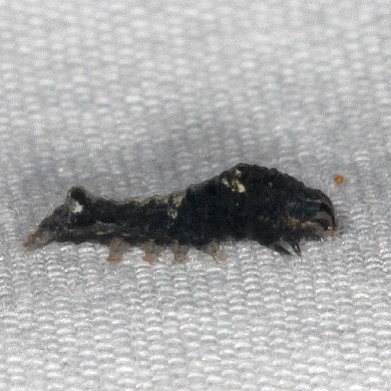 9678 Variegated Midget Moth caterpillar Caterpillar Burr Oak Cove Wayne Natl Forest Oh 8-3-18 (16)_opt