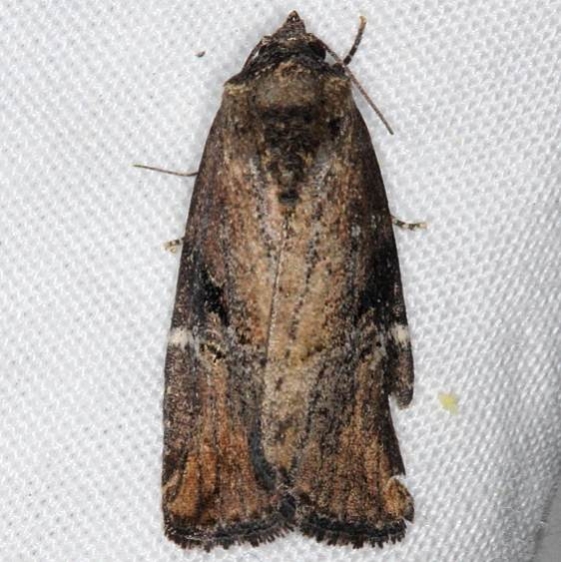 9678 Variegated Midget Moth yard 5-24-14 (11)_opt