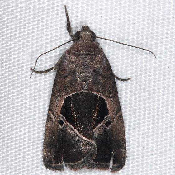 9679.1 Elaphira deltoides Mahogany Hammock Everglades 3-1-15