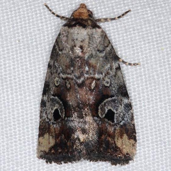9681.1 Pale-winged Midget Moth yard 6-1-14