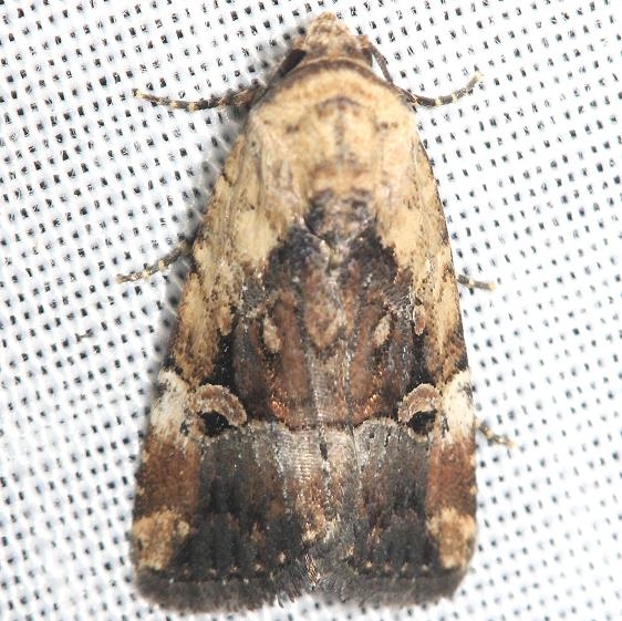 9681.1 Pale-winged Midget yard 8-10-12
