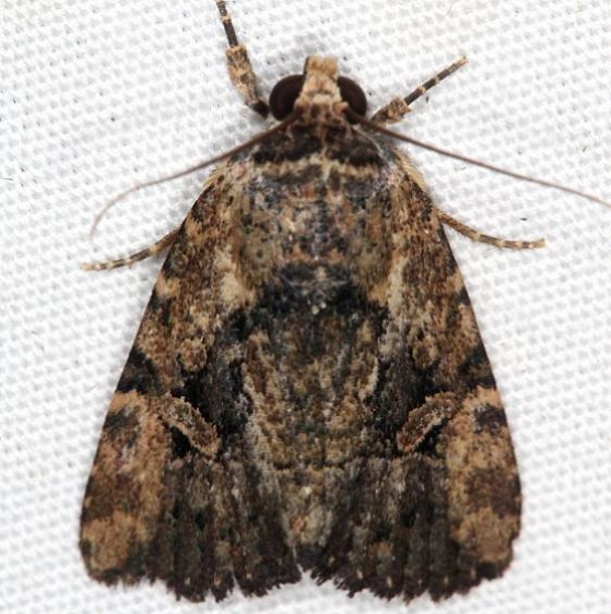 9682 Exesa Midget Moth Campsite 119 Falcon St Pk Texas 10-26-16_opt