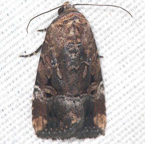 9682 Exesa Midget Moth yard 9-21-19