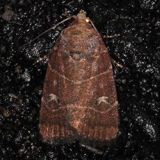 9684 Grateful Midget Moth Burr Oak St Pk 6-28-14