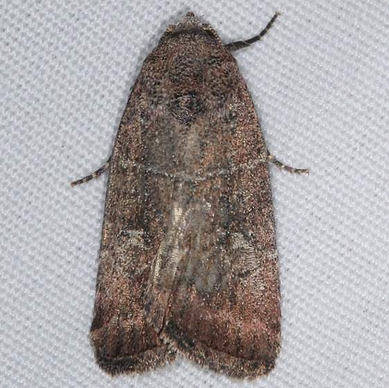 9684 Grateful Midget Moth yard 10-6-15 (2)_opt