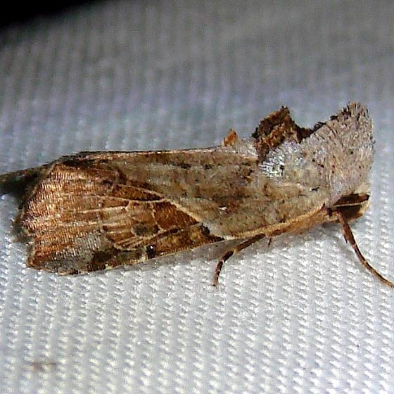9687 Goinodes liquida Nike missle Road junction research Rd 2-28-12