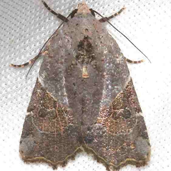 9687 Gonodes liquida Mahogany Hammock Everglades Natl Pk 3-10-13